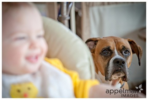 dog, baby, yellow, boxer, iheartfaces, photograph