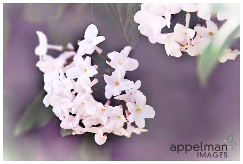 still life photograph, white flowers, appelman images photography, family photographer, portrait photographer, child photographer