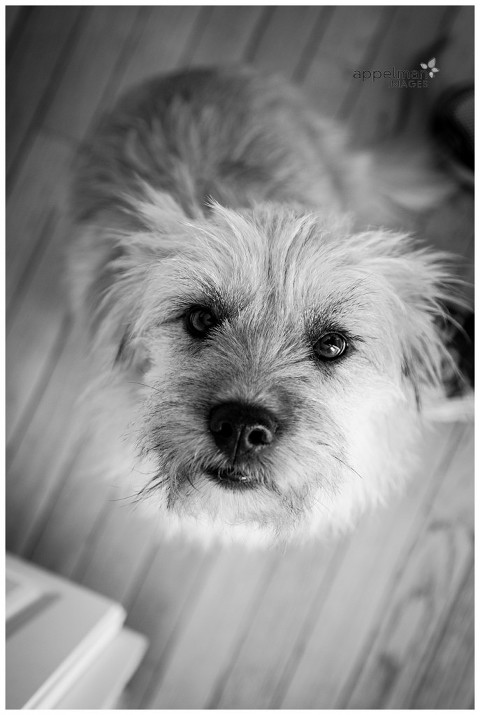 Naperville Family Photographer | Lifestyle Photography | Pet Portrait | Dog Photography, Black and white photo, chicago area photographer