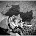 A dog and his shadow boxer playbow in naperville 222-365 2014