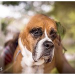 Reflection and Portrait Boxer Dog through glass Naperville Family lifestyle photographer 164-365 2014