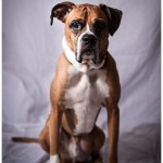 Boxer Dog color portrait dramatic 25-365 2014