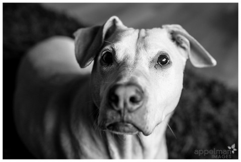 One of the family doggies and definately counts as one of the children by Naperville Family Photographer