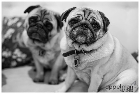 Pugs in black and white lifestyle photographer